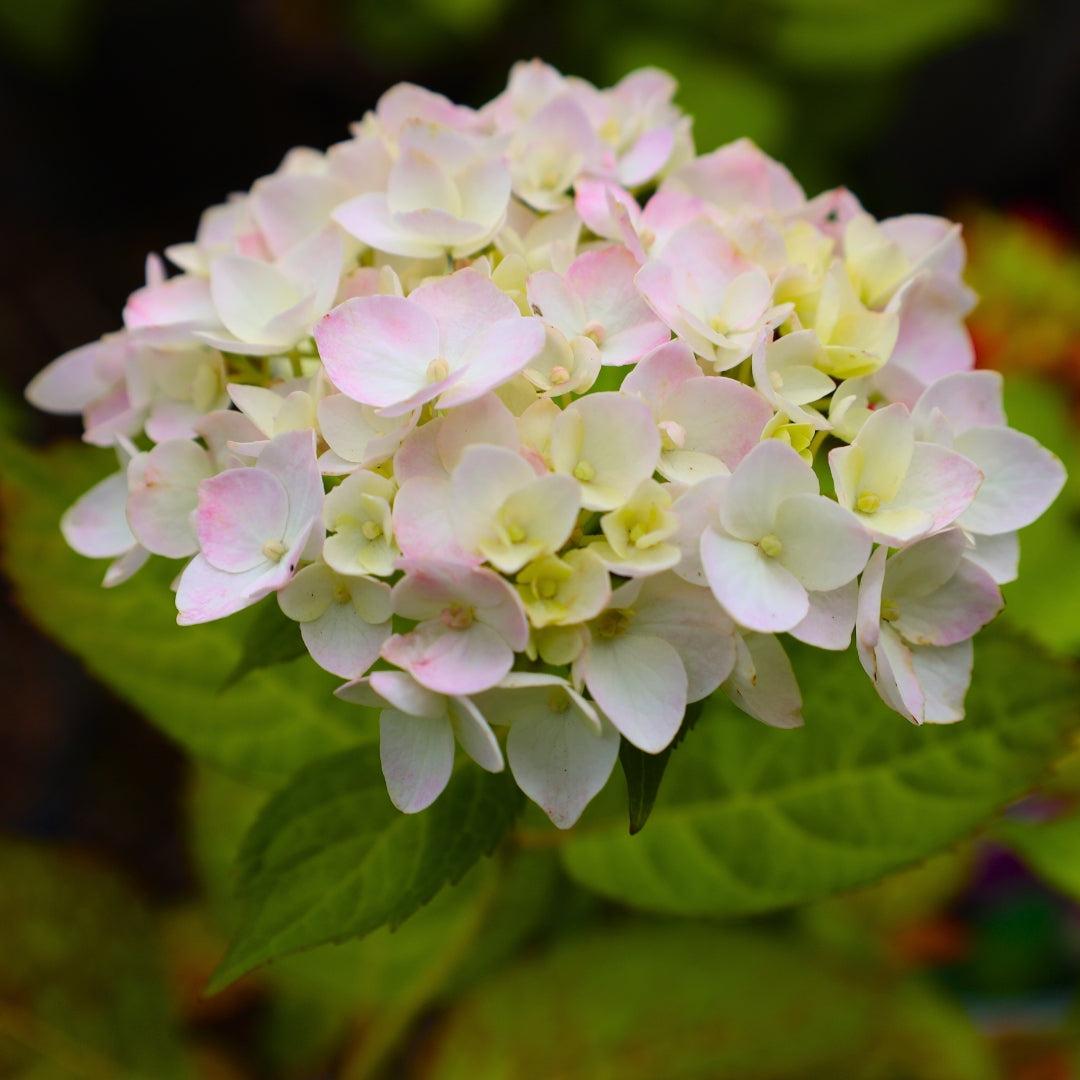 Hydrangea Macrophylla 'blushing Bride' - View 8 from www redcrocus com