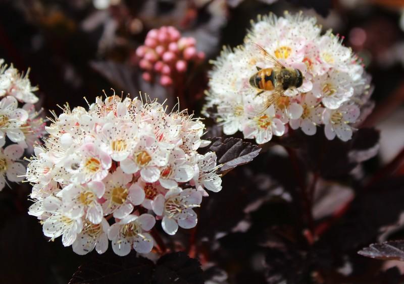 Physocarpus Opulifolius Center Glow - View 10 from www redcrocus com