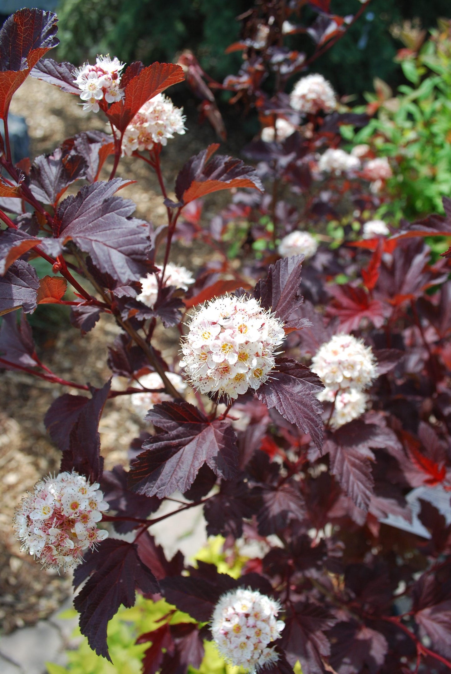 Physocarpus Opulifolius Center Glow - View 11 from www redcrocus com