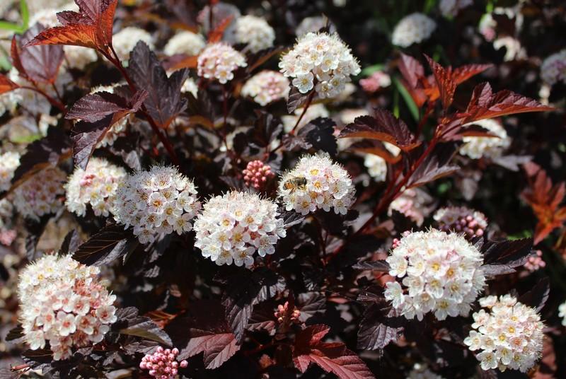 Physocarpus Opulifolius Center Glow - View 12 from www redcrocus com