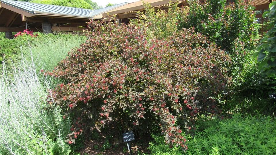 Physocarpus Opulifolius Center Glow - View 13 from www redcrocus com