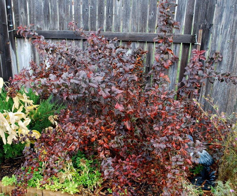 Physocarpus Opulifolius Center Glow - View 14 from www redcrocus com