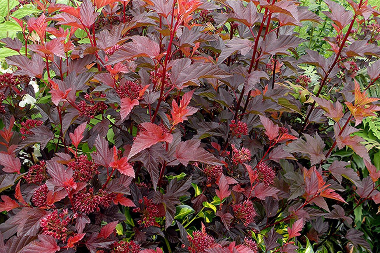 Physocarpus Opulifolius Center Glow - View 1 from www redcrocus com