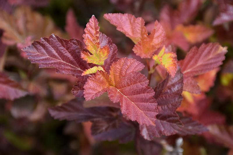 Physocarpus Opulifolius Center Glow - View 2 from www redcrocus com