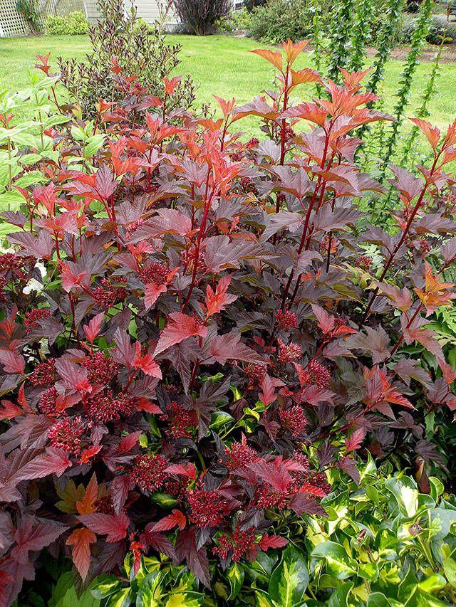 Physocarpus Opulifolius Center Glow - View 3 from www redcrocus com