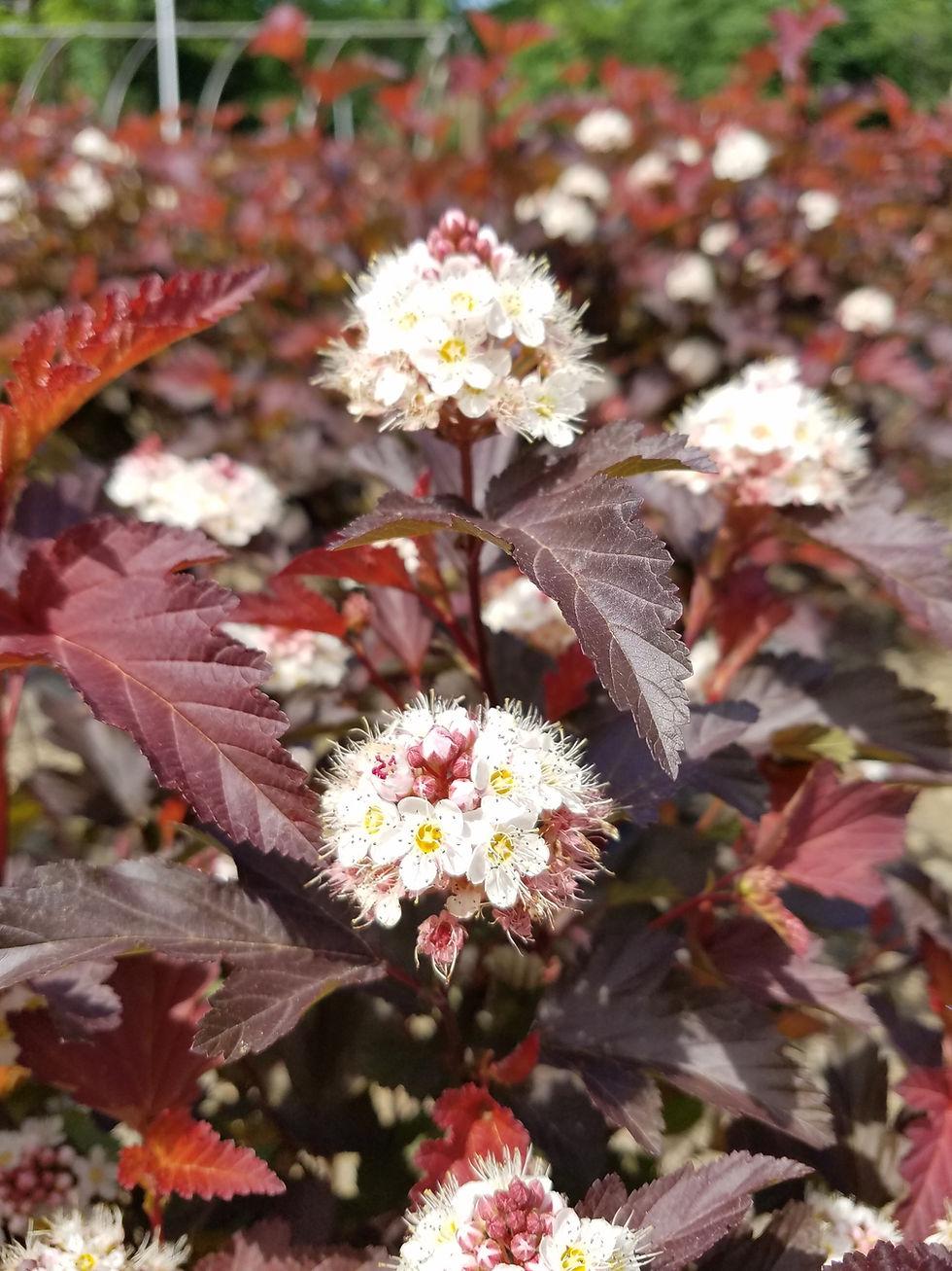 Physocarpus Opulifolius Center Glow - View 4 from www redcrocus com