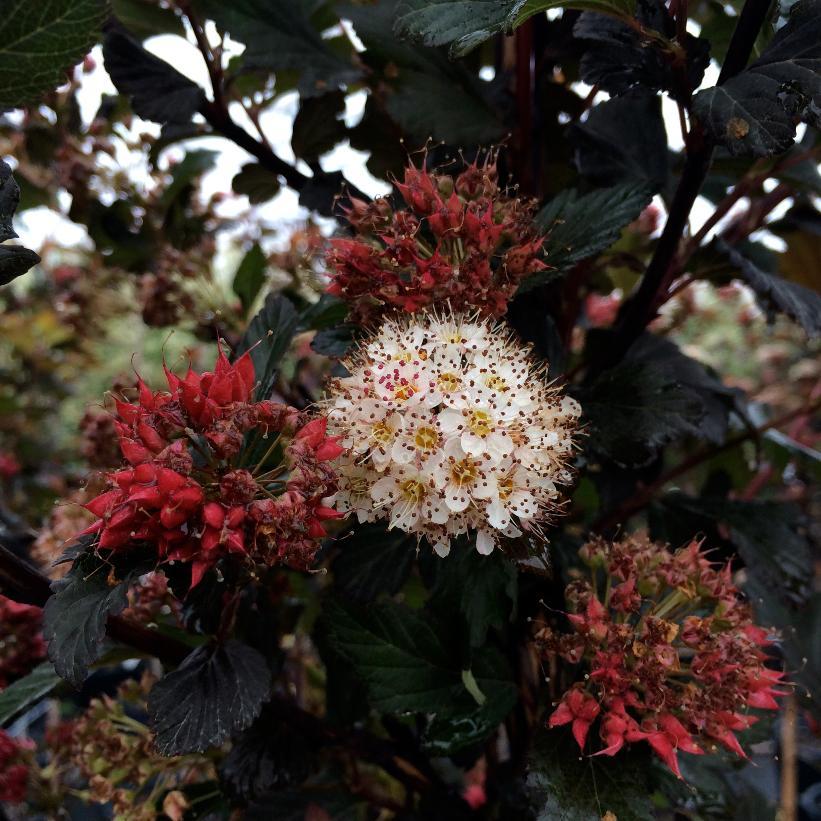 Physocarpus Opulifolius Center Glow - View 6 from www redcrocus com