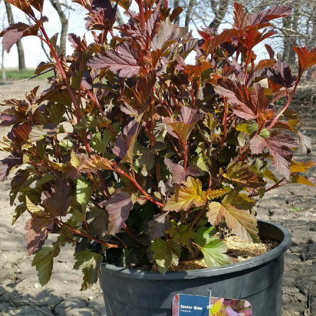 Physocarpus Opulifolius Center Glow - View 7 from www redcrocus com
