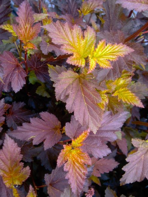 Physocarpus Opulifolius Center Glow - View 8 from www redcrocus com