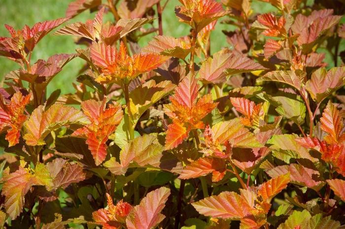 Physocarpus Opulifolius Center Glow - View 9 from www redcrocus com
