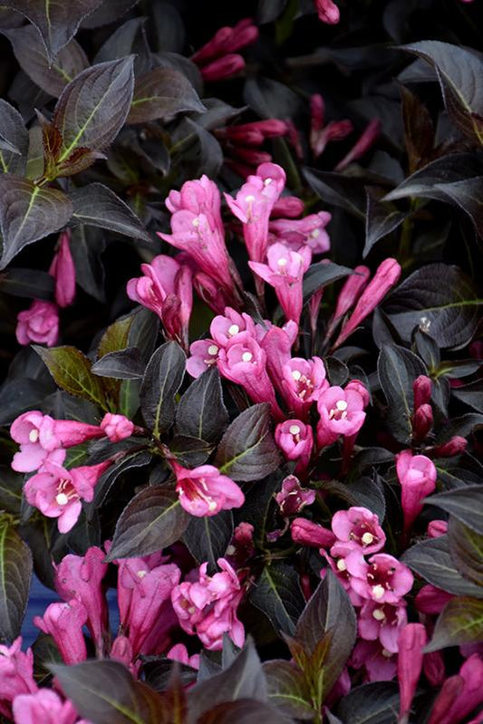 Weigela Florida Dark Horse - View 1 from www redcrocus com