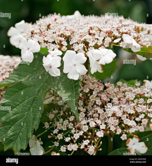 Viburnum Sargentii Onondaga - View 10 from www redcrocus com