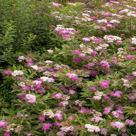 Spirea Bumalda Anthony Waterer - View 10 from www redcrocus com