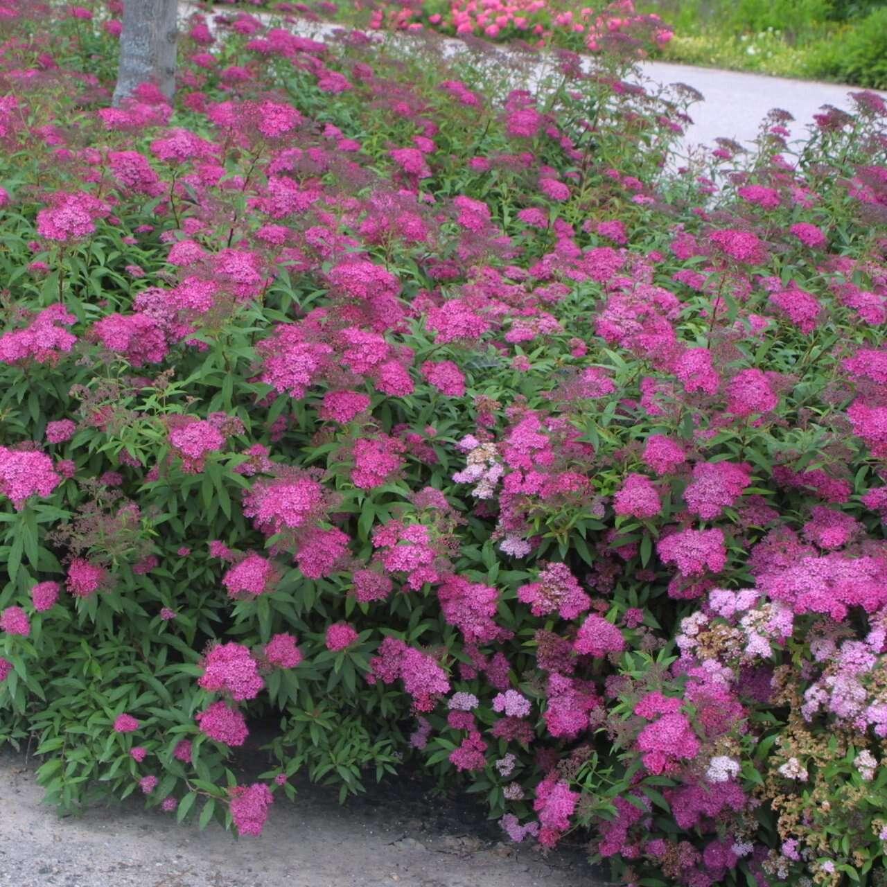 Spirea Bumalda Anthony Waterer - View 16 from www redcrocus com