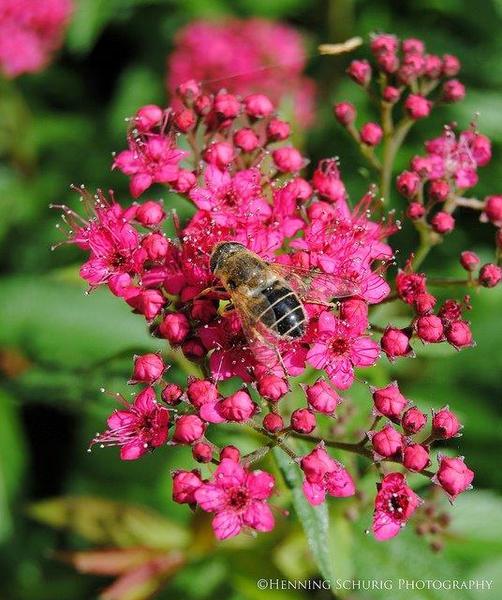 Spirea Bumalda Anthony Waterer - View 19 from www redcrocus com
