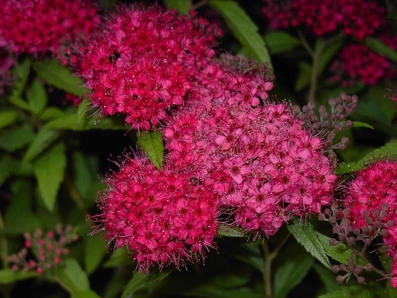 Spirea Bumalda Anthony Waterer - View 20 from www redcrocus com