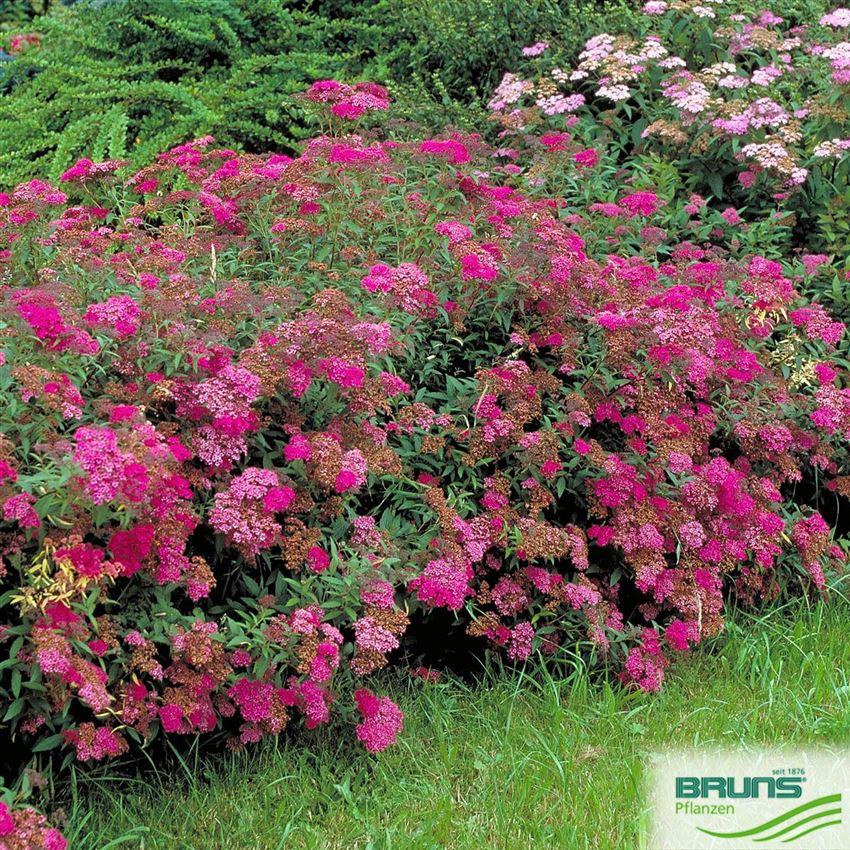 Spirea Bumalda Anthony Waterer - View 4 from www redcrocus com