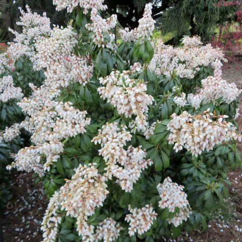 Pieris Japonica Prelude - View 15 from www redcrocus com