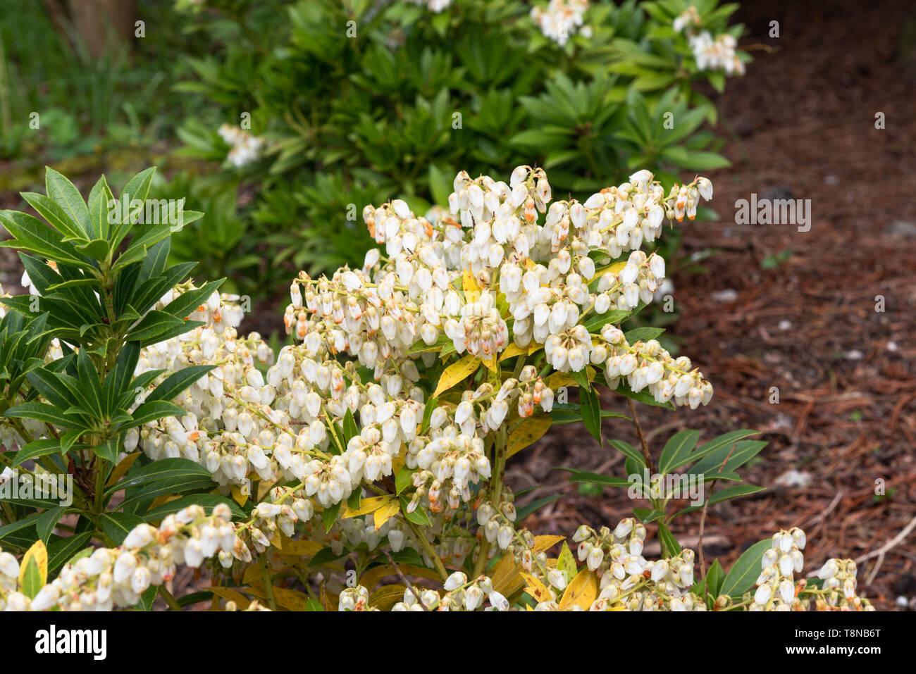 Pieris Japonica Prelude - View 18 from www redcrocus com