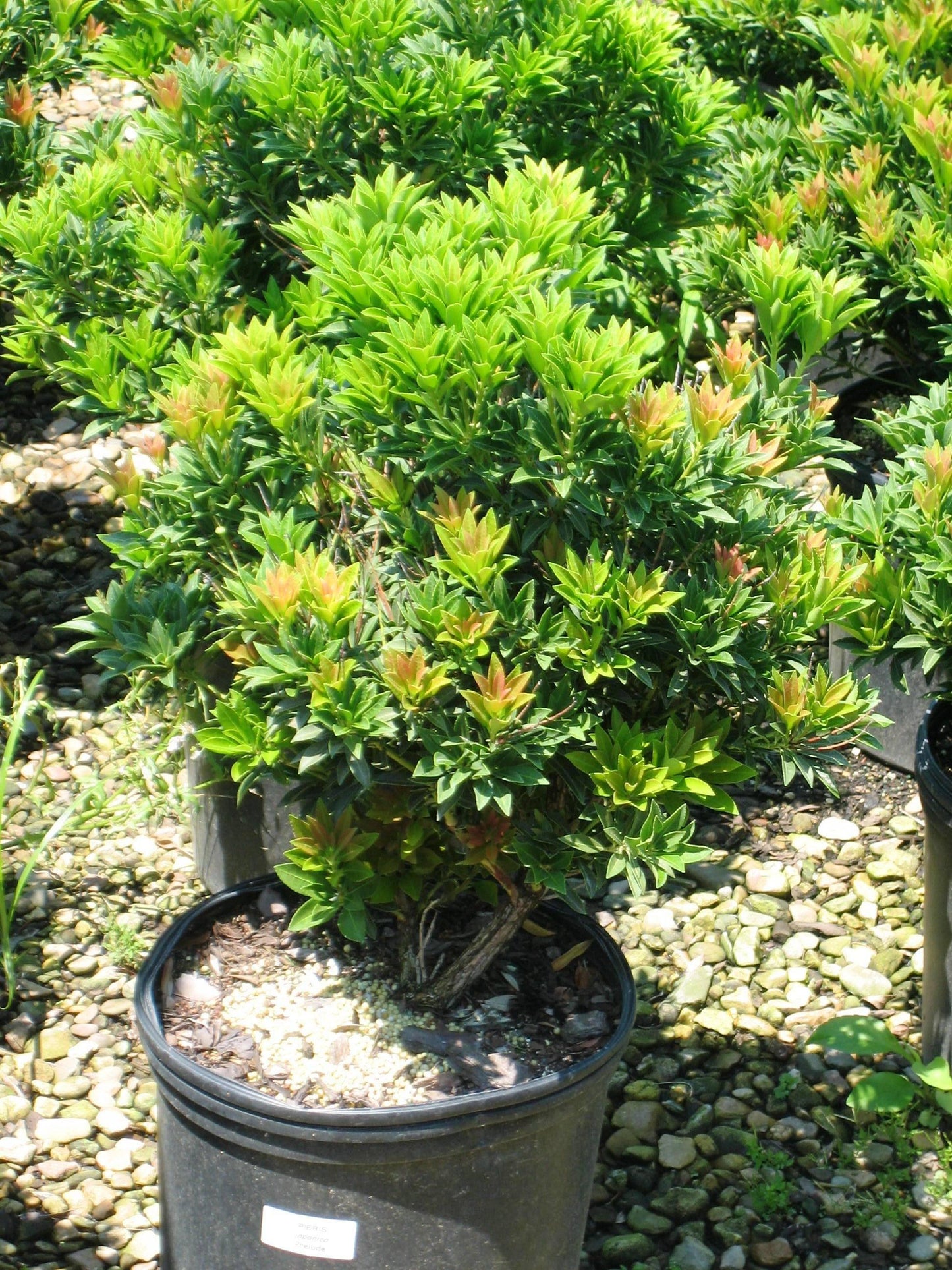 Pieris Japonica Prelude - View 6 from www redcrocus com