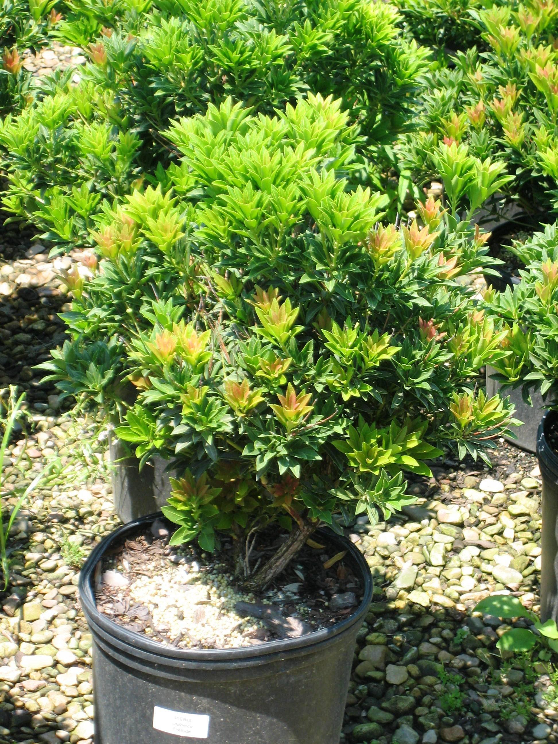 Pieris Japonica Prelude - View 6 from www redcrocus com