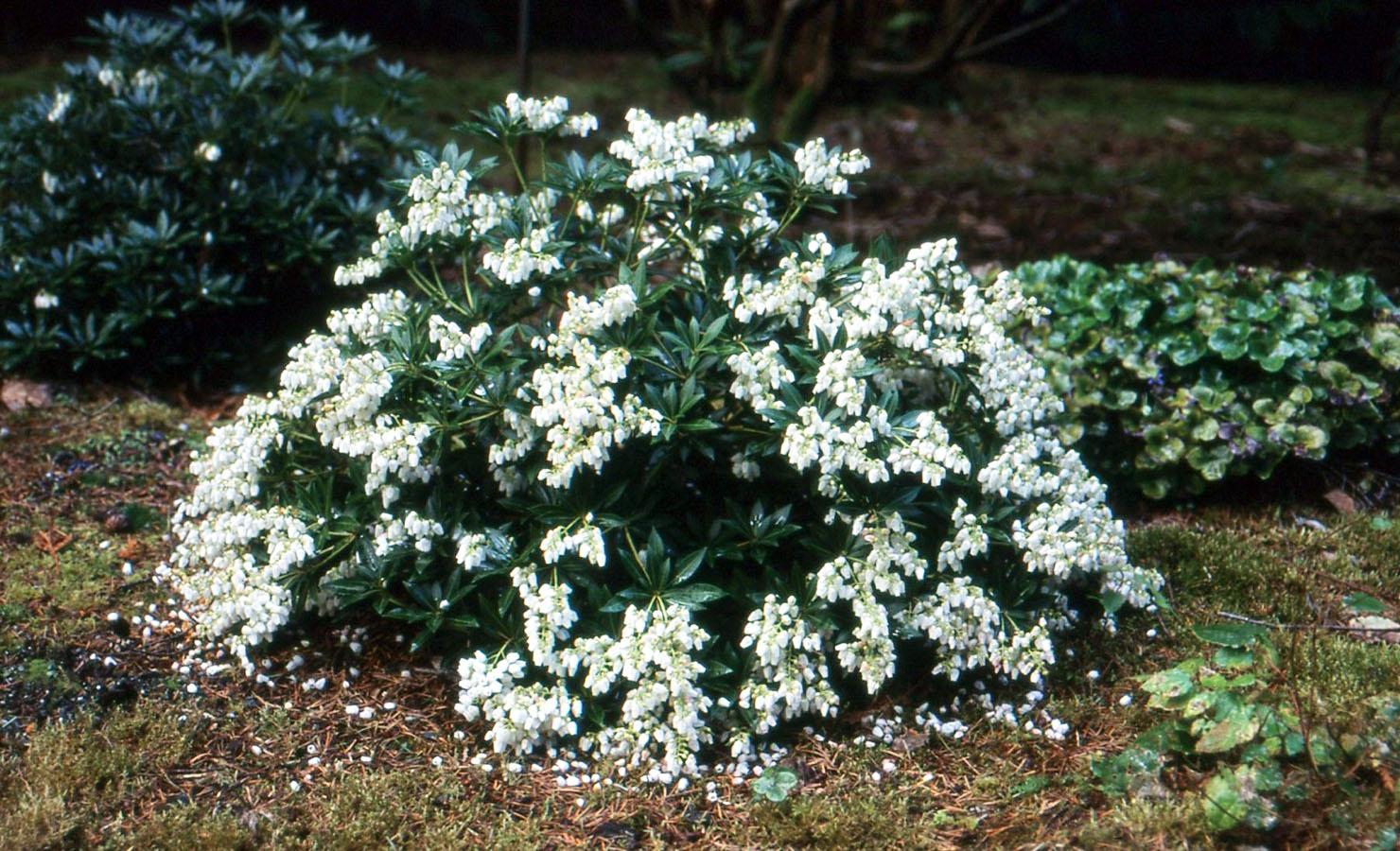Pieris Japonica Prelude - View 8 from www redcrocus com