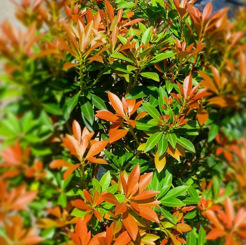 Pieris Japonica Prelude - View 9 from www redcrocus com