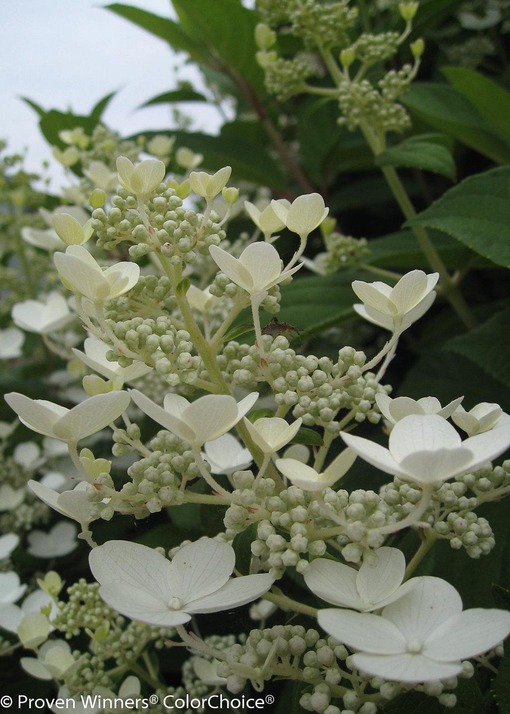 Hydrangea Paniculata Quick Fire - View 16 from www redcrocus com