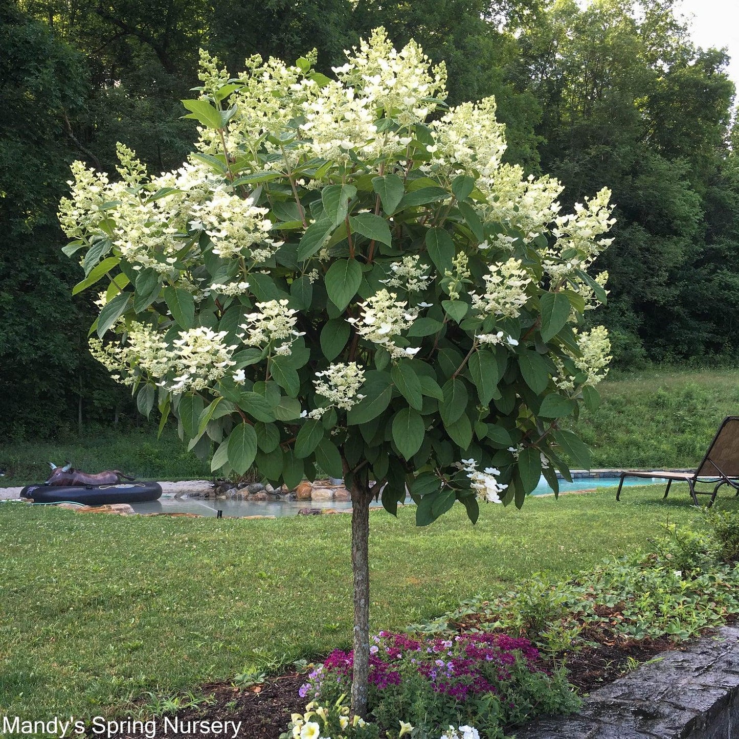 Hydrangea Paniculata Quick Fire - View 17 from www redcrocus com