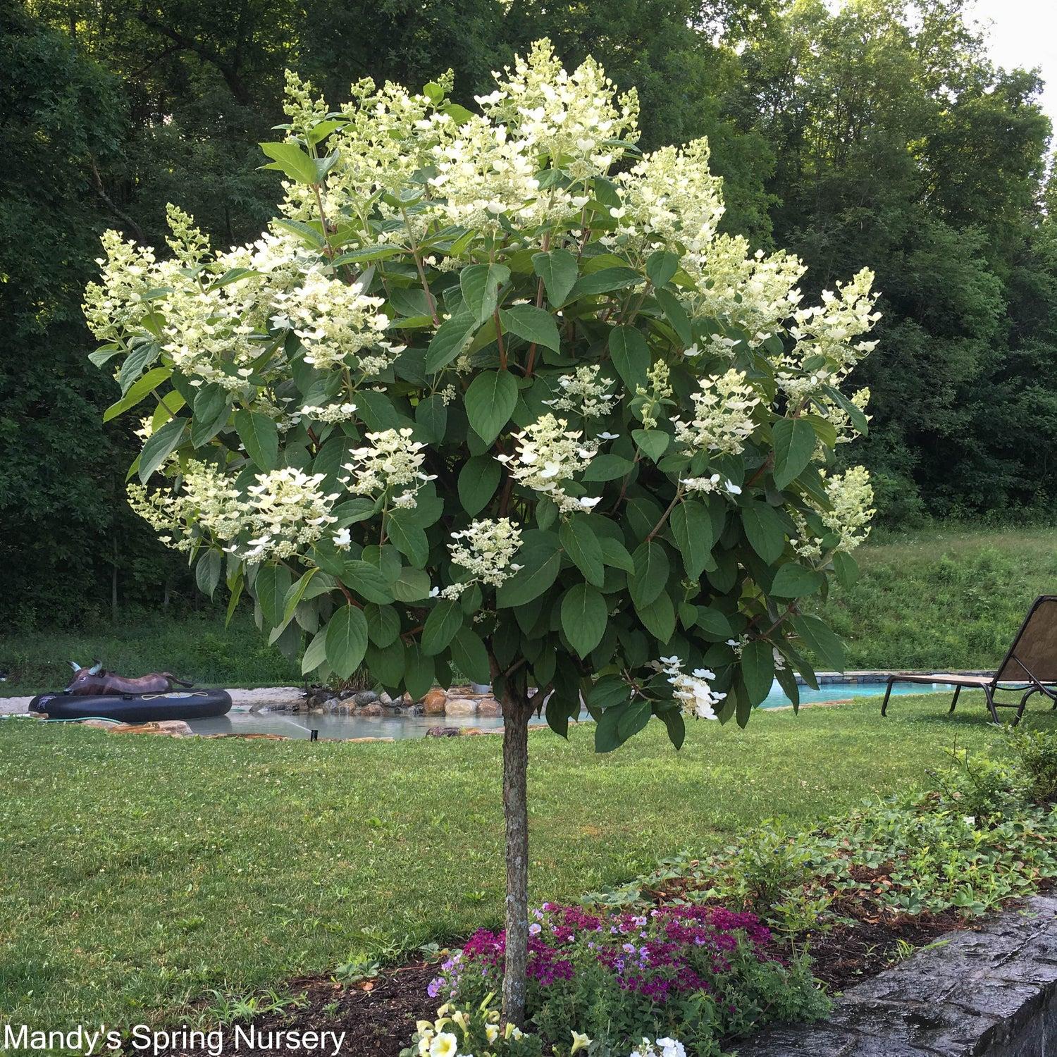 Hydrangea Paniculata Quick Fire - View 17 from www redcrocus com