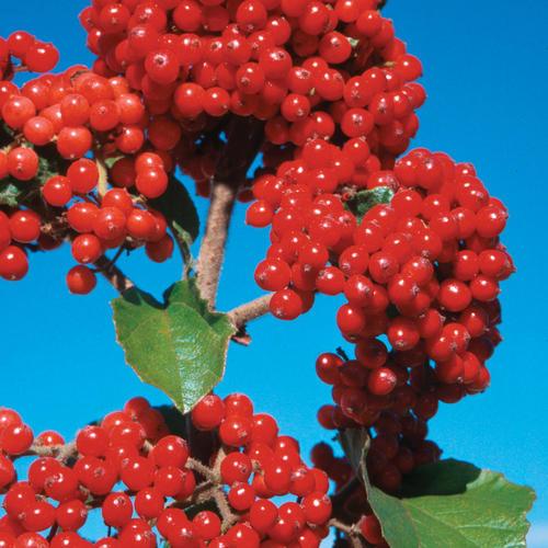Viburnum Dilatatum Cardinal Candy - View 11 from www redcrocus com