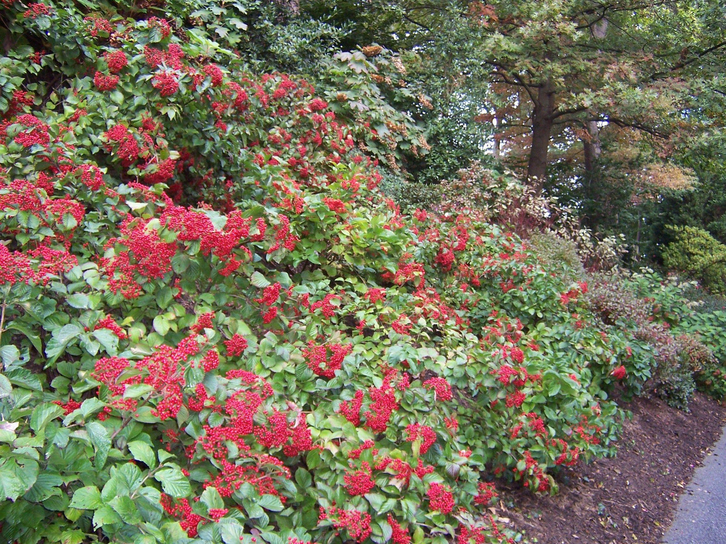 Viburnum Dilatatum Cardinal Candy - View 20 from www redcrocus com