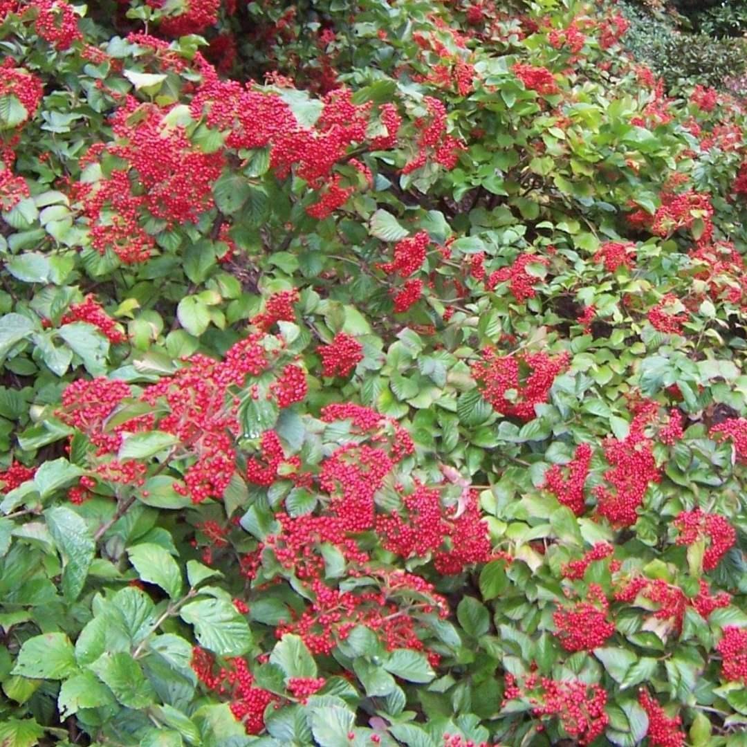 Viburnum Dilatatum Cardinal Candy - View 3 from www redcrocus com