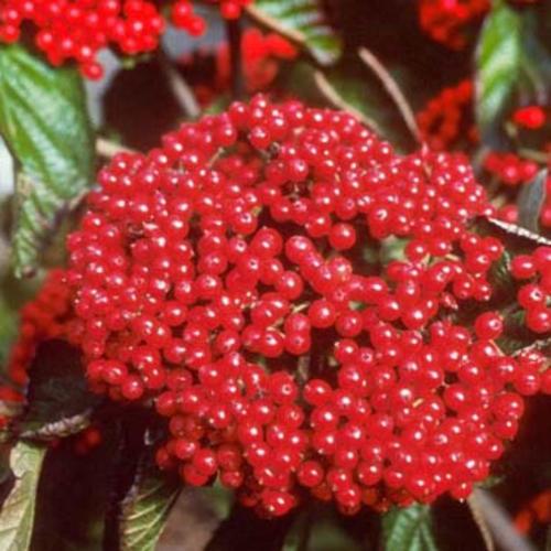 Viburnum Dilatatum Cardinal Candy - View 5 from www redcrocus com