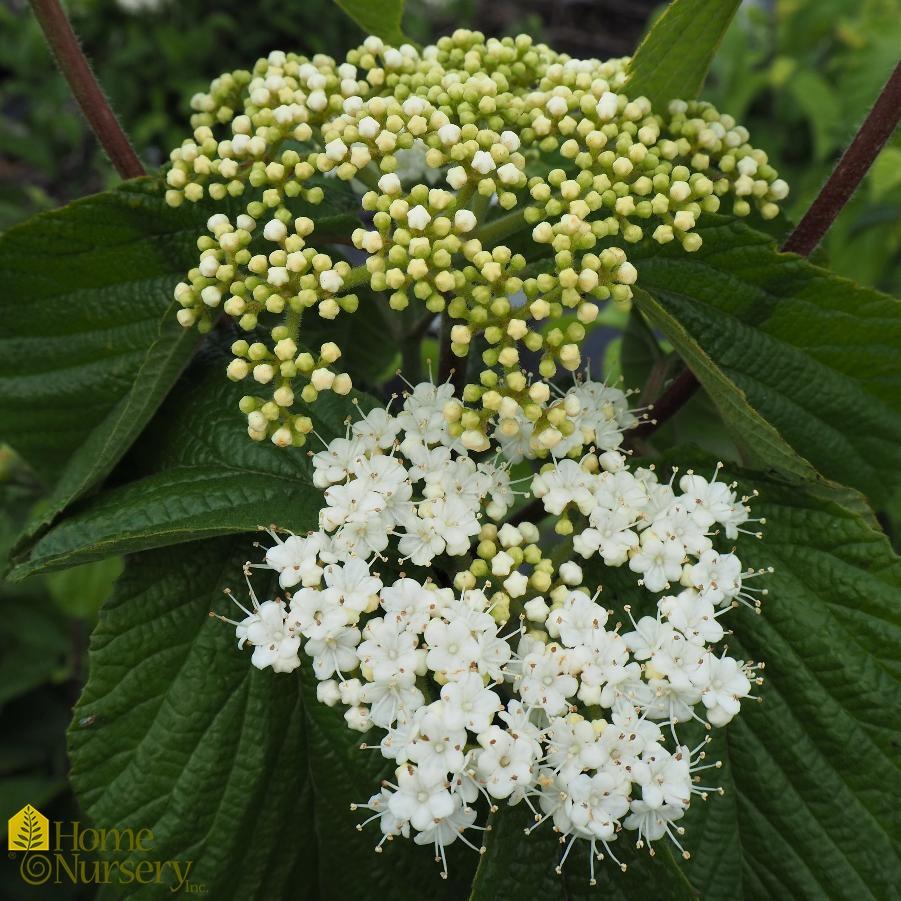 Viburnum Dilatatum Cardinal Candy - View 7 from www redcrocus com