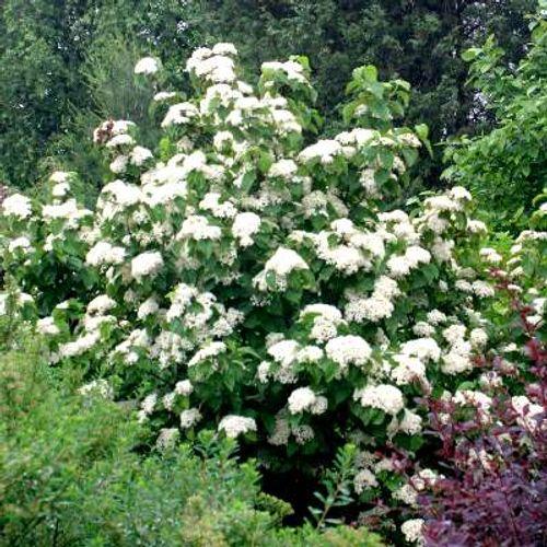 Viburnum Dilatatum 'cardinal Candy' - View 11 from www redcrocus com