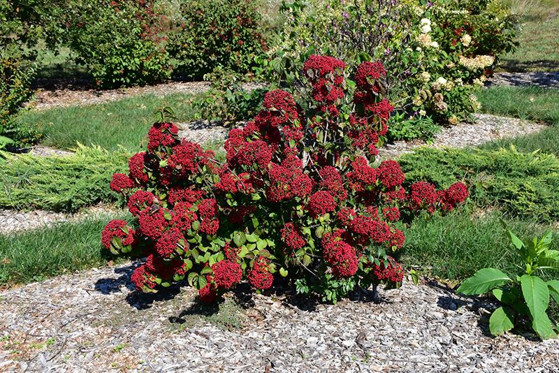 Viburnum Dilatatum 'cardinal Candy' - View 14 from www redcrocus com