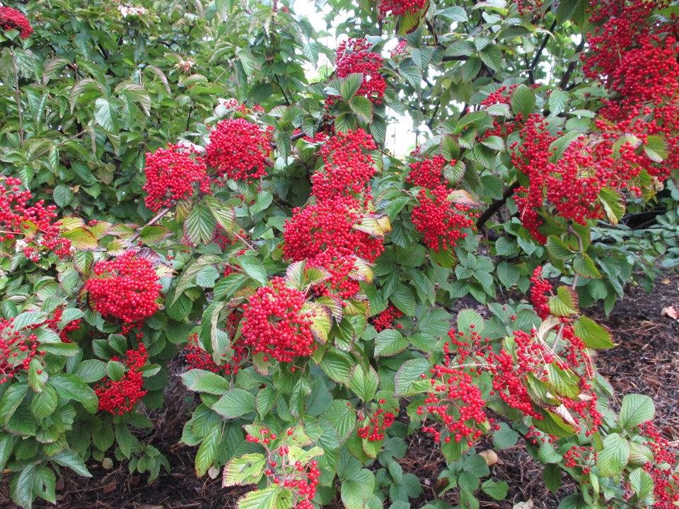 Viburnum Dilatatum 'cardinal Candy' - View 16 from www redcrocus com