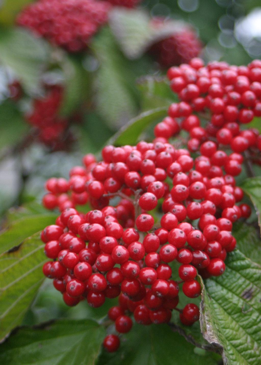 Viburnum Dilatatum 'cardinal Candy' - View 4 from www redcrocus com