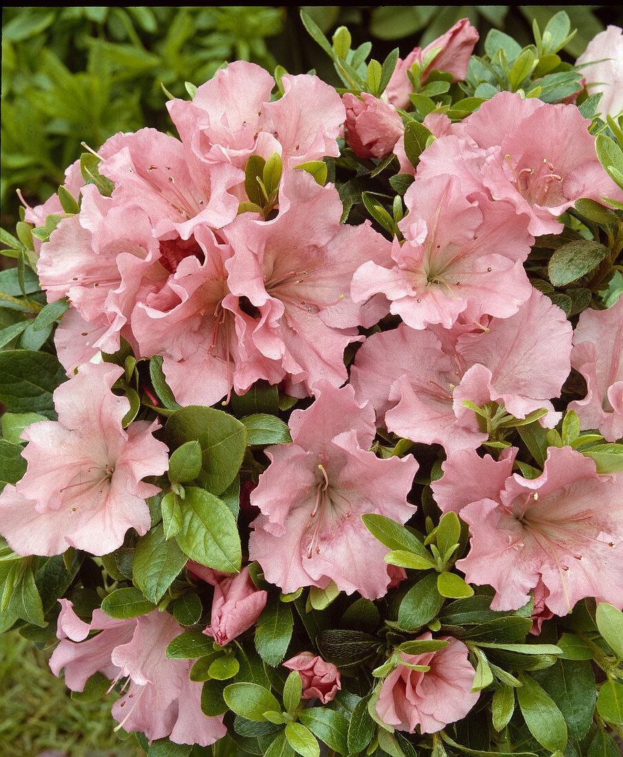 Azalea Gumpo Pink - View 12 from www redcrocus com