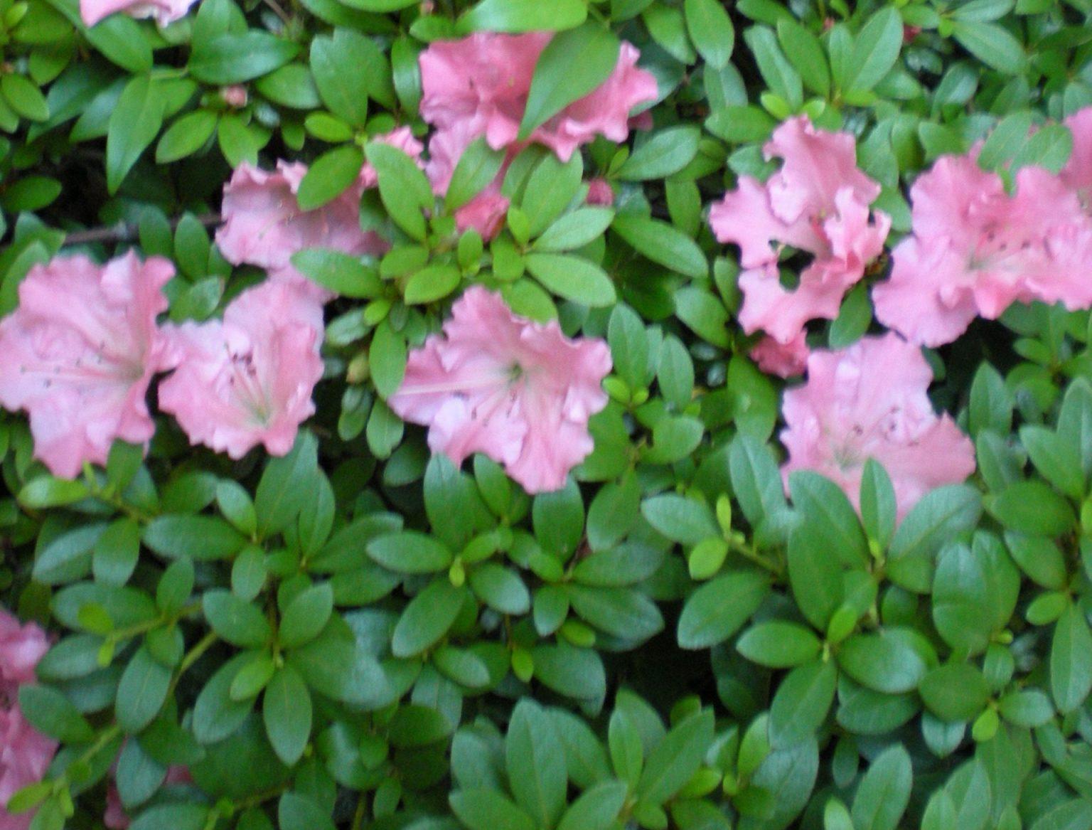 Azalea Gumpo Pink - View 15 from www redcrocus com