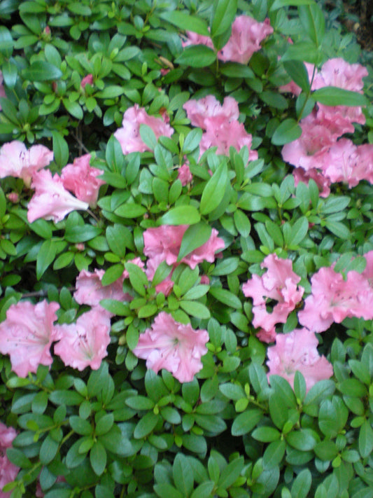 Azalea Gumpo Pink - View 1 from www redcrocus com