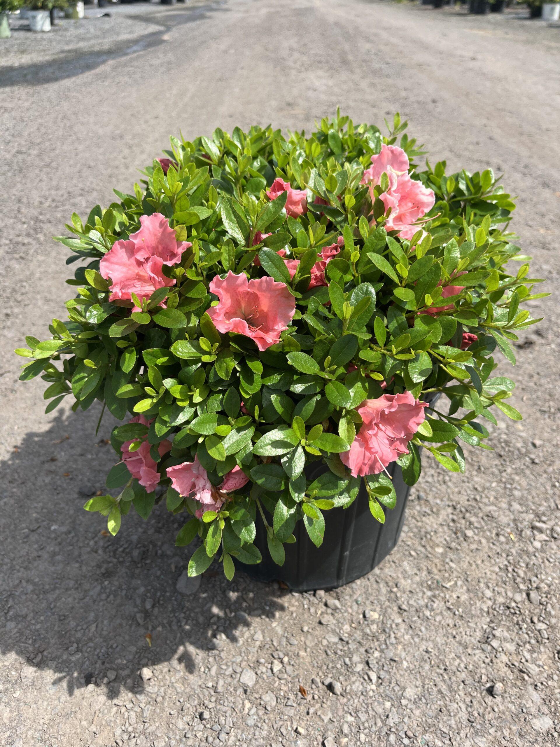 Azalea Gumpo Pink - View 2 from www redcrocus com