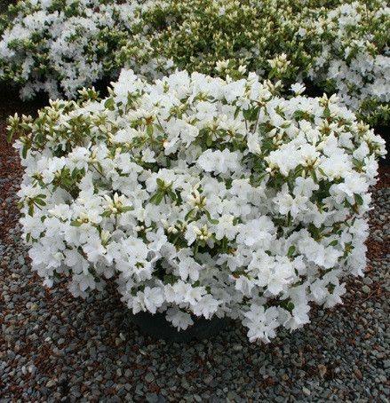 Azalea Gumpo White - View 1 from www redcrocus com