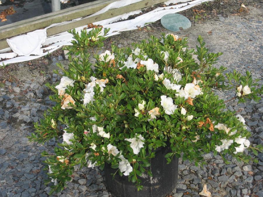 Azalea Gumpo White - View 2 from www redcrocus com