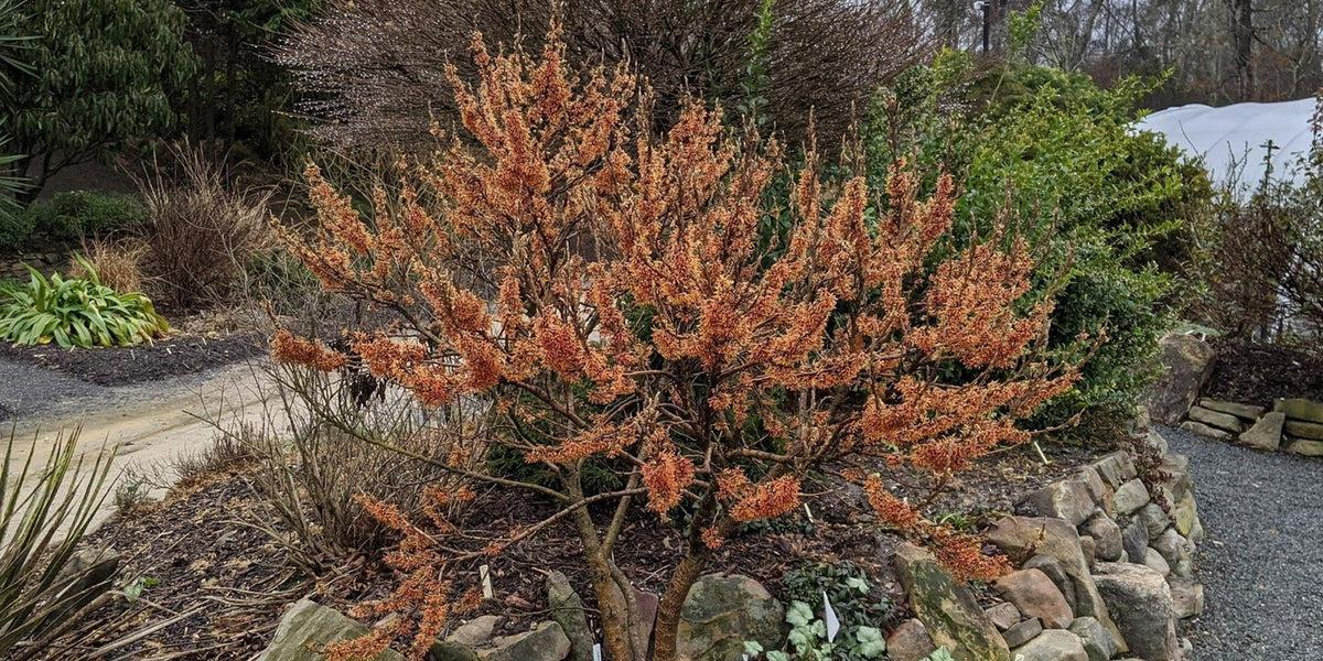 Hamamelis Vernalis - View 11 from www redcrocus com
