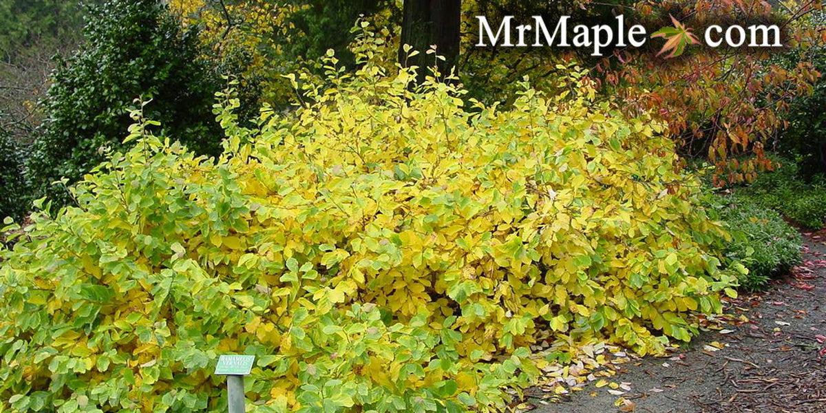 Hamamelis Vernalis - View 12 from www redcrocus com