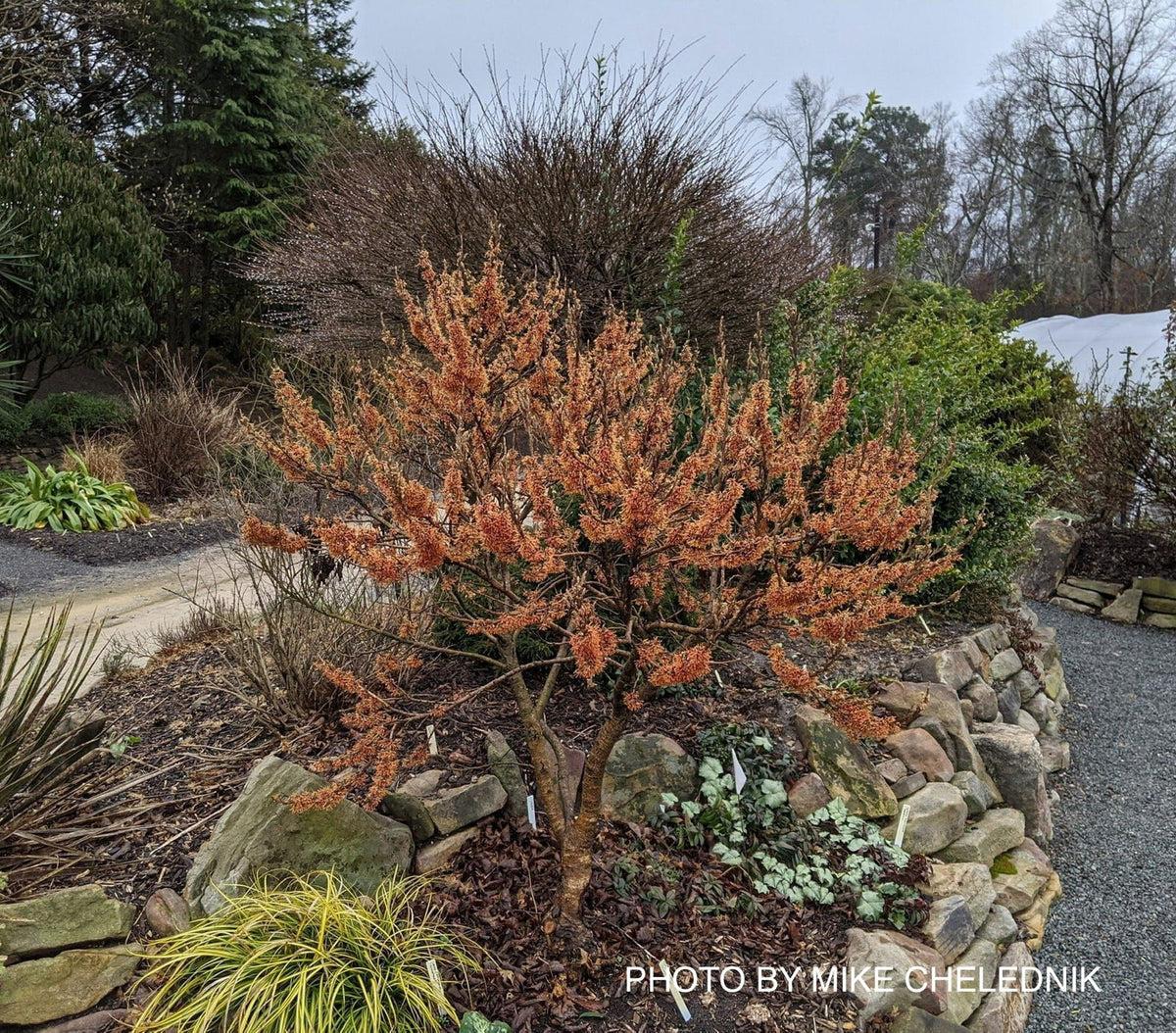 Hamamelis Vernalis - View 13 from www redcrocus com
