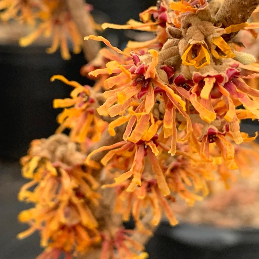 Hamamelis Vernalis - View 15 from www redcrocus com