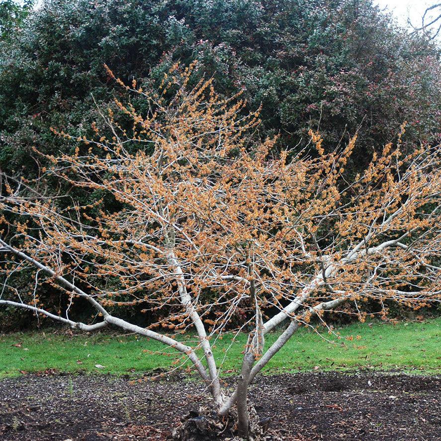 Hamamelis Vernalis - View 16 from www redcrocus com